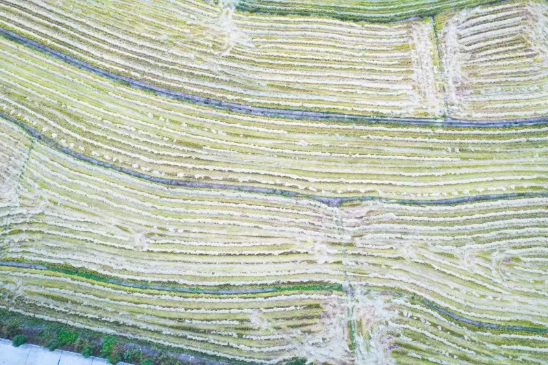 熟肉切片机与牛肉切片机选型对比：效率与切割均匀度分析